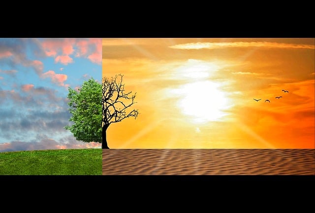 Baum beeinflusst durch Klimawandel